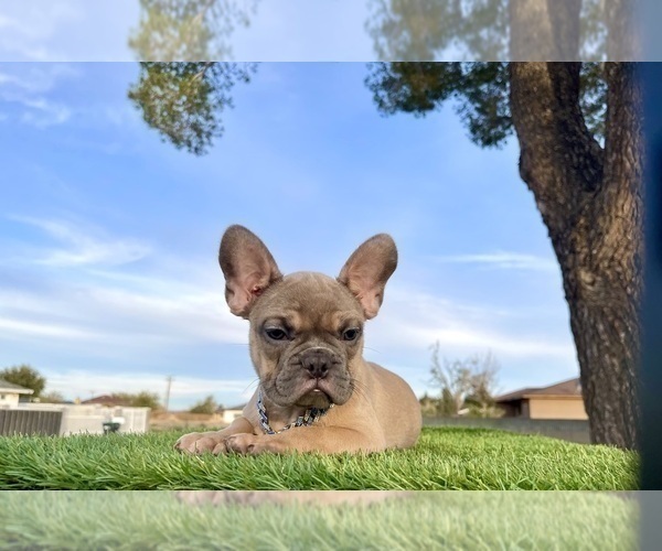 Medium Photo #14 French Bulldog Puppy For Sale in FRESNO, CA, USA