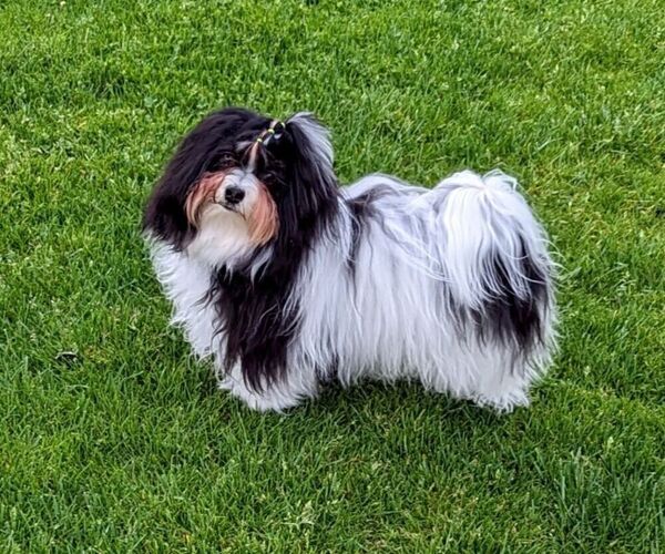 Medium Photo #1 Havanese Puppy For Sale in POST FALLS, ID, USA