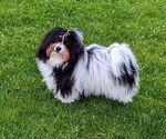 Small Photo #1 Havanese Puppy For Sale in POST FALLS, ID, USA