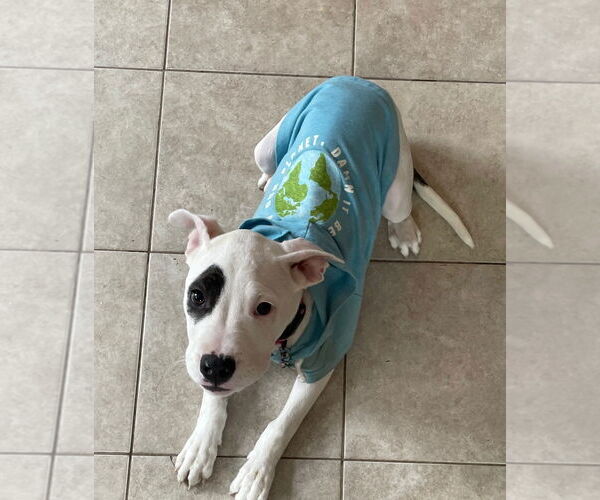 Medium Photo #3 Mutt Puppy For Sale in Techny, IL, USA