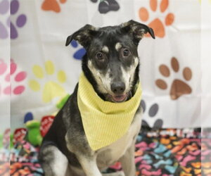Gerberian Shepsky Dogs for adoption in Placerville, CA, USA