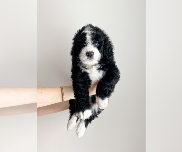 Medium Photo #2 Bernedoodle Puppy For Sale in COLUMBIA, MO, USA