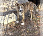 Small Mountain Cur Mix