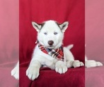 Small #4 Siberian Husky