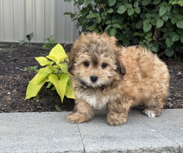 Medium Photo #1 Havanese Puppy For Sale in CANOGA, NY, USA