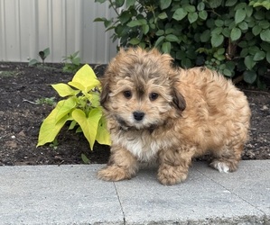 Havanese Puppy for sale in CANOGA, NY, USA