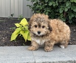Small Havanese