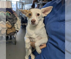 Rat Terrier-Unknown Mix Dogs for adoption in Chico, CA, USA
