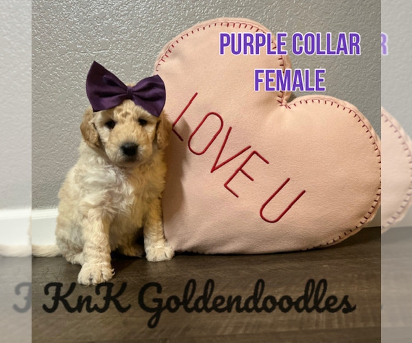 Medium Photo #2 Goldendoodle Puppy For Sale in BURLESON, TX, USA