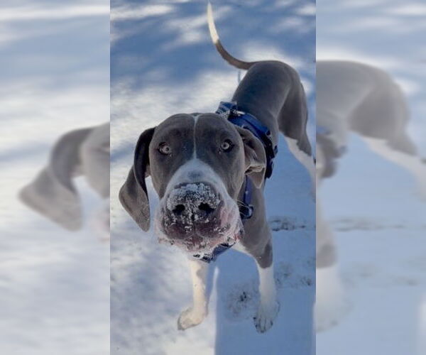 Medium Photo #3 Great Dane Puppy For Sale in Huntersville, NC, USA