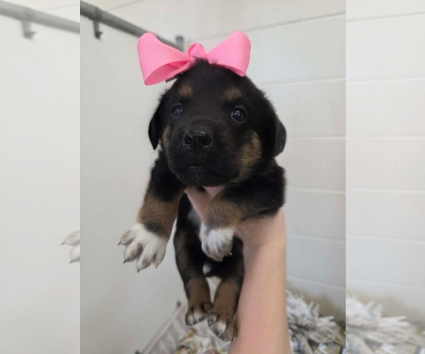 Medium Photo #1 Golden Retriever-Unknown Mix Puppy For Sale in SHERBURNE, NY, USA