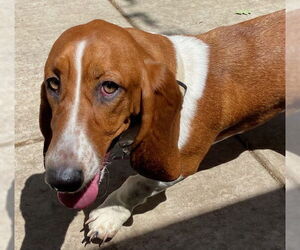 Basset Hound Dogs for adoption in Petaluma, CA, USA