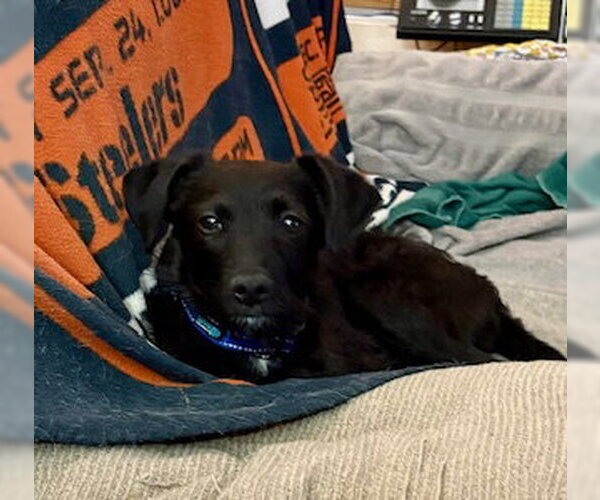 Medium Photo #5 Chi-Poo (Miniature) Puppy For Sale in Mesa, AZ, USA