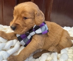 Golden Retriever Puppy for Sale in AUMSVILLE, Oregon USA