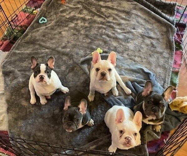 Medium Photo #1 French Bulldog Puppy For Sale in SHERWOOD, AR, USA