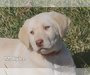 Labrador Retriever Puppy for sale in NATHALIE, VA, USA