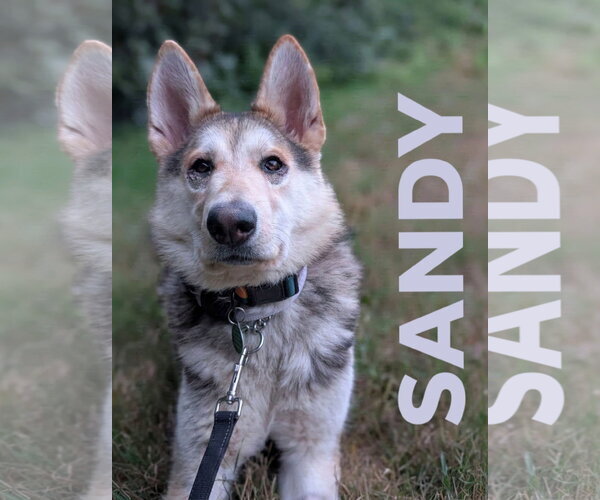 Medium Photo #6 Siberian Husky-Unknown Mix Puppy For Sale in Bellevue, WA, USA