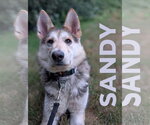 Small #5 Siberian Husky Mix