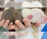 Small Photo #11 Olde English Bulldogge Puppy For Sale in ATHENS, AL, USA