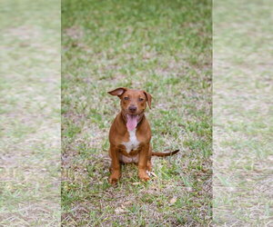 Hank - Male Mutt Dog for Adoption - Photo #6