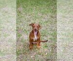Small #5 Mutt