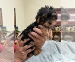 Small #3 Yorkshire Terrier