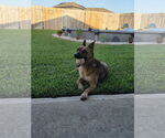 Small #3 German Shepherd Dog Mix