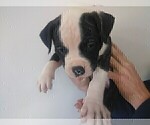 Small Photo #2 American Bulldog Puppy For Sale in CALDWELL, ID, USA