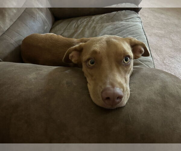 Medium Photo #4 American Pit Bull Terrier-Dachshund Mix Puppy For Sale in Thomasville, NC, USA