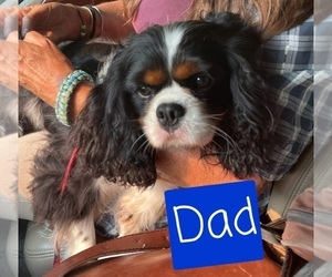 Father of the Cavalier King Charles Spaniel-Miniature Australian Shepherd Mix puppies born on 12/31/2022
