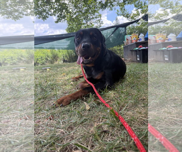Medium Photo #7 Rottweiler Puppy For Sale in Mooresville, NC, USA