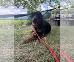 Small #6 Rottweiler