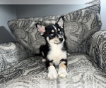 Small Photo #13 Pomsky Puppy For Sale in DETROIT, MI, USA