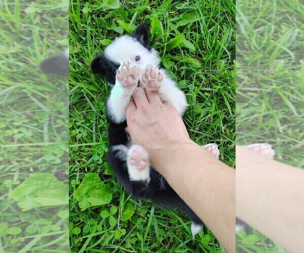 Medium Photo #6 Border Collie Puppy For Sale in NORBORNE, MO, USA