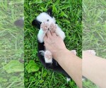 Small Photo #6 Border Collie Puppy For Sale in NORBORNE, MO, USA