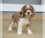 Small Photo #1 Cocker Spaniel Puppy For Sale in FREDERICKSBG, OH, USA