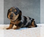 Puppy Stetson Dachshund