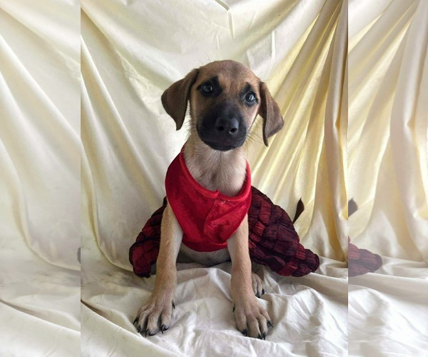 Medium Photo #2 Labrador Retriever-Unknown Mix Puppy For Sale in NYC, NY, USA