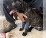 Small Photo #2 Cane Corso Puppy For Sale in DENTSVILLE, MD, USA