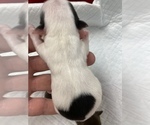 Small Photo #3 Chihuahua Puppy For Sale in CHESAPEAKE, VA, USA