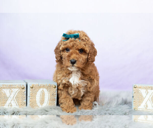 Medium Photo #12 Poodle (Toy) Puppy For Sale in WARSAW, IN, USA