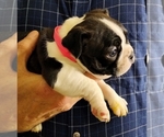 Small Photo #4 Boston Terrier Puppy For Sale in LOUISVILLE, KY, USA