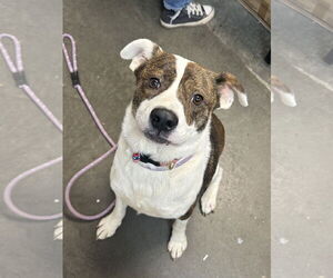 Labrador Retriever-Unknown Mix Dogs for adoption in Rockaway, NJ, USA