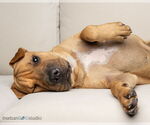 Small #3 Chinese Shar-Pei Mix