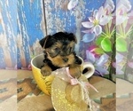 Small #9 Yorkshire Terrier