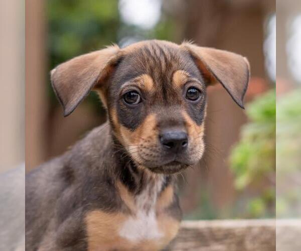 Medium Photo #3 Labrador Retriever-Unknown Mix Puppy For Sale in San Diego, CA, USA