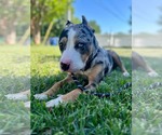 Small #1 Mutt