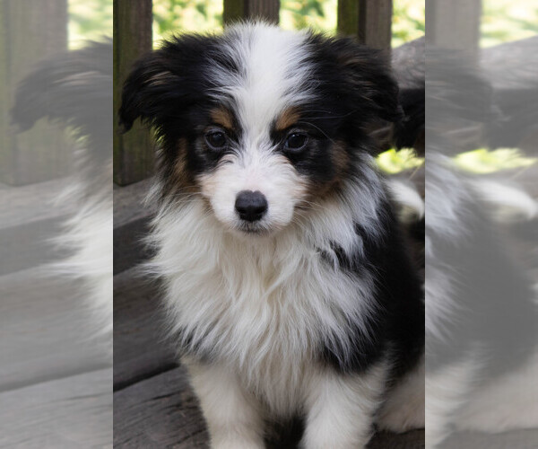 Medium Photo #3 Miniature Australian Shepherd Puppy For Sale in KEOTA, IA, USA