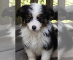 Small #2 Miniature Australian Shepherd