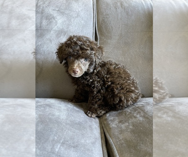 Medium Photo #3 Poodle (Toy) Puppy For Sale in HAYWARD, CA, USA